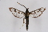  ( - CCDB-04686 E08)  @13 [ ] CreativeCommons - Attribution Non-Commercial Share-Alike (2010) Sesiidae Research Group Sesiidae Research Group