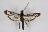  ( - CCDB-04686 E12)  @13 [ ] CreativeCommons - Attribution Non-Commercial Share-Alike (2010) Sesiidae Research Group Sesiidae Research Group