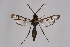  (Macrotarsipodes - CCDB-04613 H10)  @11 [ ] CreativeCommons - Attribution Non-Commercial Share-Alike (2010) Sesiidae Research Group Sesiidae Research Group
