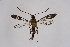  ( - CCDB-04686 F12)  @13 [ ] CreativeCommons - Attribution Non-Commercial Share-Alike (2010) Sesiidae Research Group Sesiidae Research Group