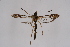  ( - CCDB-04686 G01)  @12 [ ] CreativeCommons - Attribution Non-Commercial Share-Alike (2010) Sesiidae Research Group Sesiidae Research Group