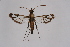  (Chlorosphecia - CCDB-04686 G08)  @11 [ ] CreativeCommons - Attribution Non-Commercial Share-Alike (2010) Sesiidae Research Group Sesiidae Research Group