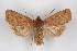  (Conistra alicia - CCDB-04612 B09)  @15 [ ] CreativeCommons - Attribution Non-Commercial Share-Alike (2010) Sesiidae Research Group Sesiidae Research Group