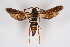  (Paranthrene dollii - CCDB-04612 E04)  @15 [ ] CreativeCommons - Attribution Non-Commercial Share-Alike (2010) Sesiidae Research Group Sesiidae Research Group