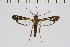  (Lophoceps quinquepuncta - CCDB-04641 A12)  @13 [ ] CreativeCommons - Attribution Non-Commercial Share-Alike (2010) Sesiidae Research Group Sesiidae Research Group