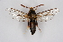  (Sesia ignicolle - CCDB-04641 D02)  @14 [ ] CreativeCommons - Attribution Non-Commercial Share-Alike (2010) Sesiidae Research Group Sesiidae Research Group