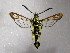  (Synanthedon syriaca - TS Lep 00002)  @14 [ ] CreativeCommons - Attribution Non-Commercial Share-Alike (2009) Unspecified Sesiidae Research Group