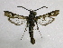  ( - TS Lep 00003)  @14 [ ] CreativeCommons - Attribution Non-Commercial Share-Alike (2009) Unspecified Sesiidae Research Group