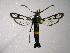  (Pyropteron jordanicum - TS Lep 00005)  @14 [ ] CreativeCommons - Attribution Non-Commercial Share-Alike (2009) Unspecified Sesiidae Research Group