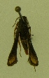  ( - W. TAFT Lep 00027)  @12 [ ] CreativeCommons - Attribution Non-Commercial Share-Alike (2009) Unspecified Sesiidae Research Group