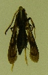  ( - W. TAFT Lep 00034)  @12 [ ] CreativeCommons - Attribution Non-Commercial Share-Alike (2009) Unspecified Sesiidae Research Group