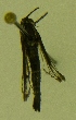  ( - W. TAFT Lep 00075)  @12 [ ] CreativeCommons - Attribution Non-Commercial Share-Alike (2009) Unspecified Sesiidae Research Group