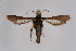  ( - BOX-2218 B03)  @11 [ ] CreativeCommons - Attribution Non-Commercial Share-Alike (2009) Unspecified Sesiidae Research Group