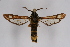  ( - BOX-2218 B06)  @11 [ ] CreativeCommons - Attribution Non-Commercial Share-Alike (2009) Unspecified Sesiidae Research Group