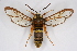 (Sesia apiformis - BOX-2218 C05)  @15 [ ] CreativeCommons - Attribution Non-Commercial Share-Alike (2009) Unspecified Sesiidae Research Group