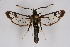  ( - BOX-2218 E03)  @14 [ ] CreativeCommons - Attribution Non-Commercial Share-Alike (2009) Unspecified Sesiidae Research Group