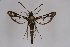  ( - BOX-2219 G04)  @13 [ ] CreativeCommons - Attribution Non-Commercial Share-Alike (2009) Unspecified Sesiidae Research Group