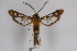  ( - CCDB-02110 C10)  @14 [ ] CreativeCommons - Attribution Non-Commercial Share-Alike (2009) Unspecified Sesiidae Research Group
