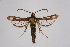  ( - CCDB-02110 C11)  @11 [ ] CreativeCommons - Attribution Non-Commercial Share-Alike (2009) Unspecified Sesiidae Research Group