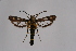  ( - CCDB-02110 C12)  @11 [ ] CreativeCommons - Attribution Non-Commercial Share-Alike (2009) Unspecified Sesiidae Research Group