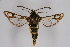  ( - CCDB-02110 D01)  @14 [ ] CreativeCommons - Attribution Non-Commercial Share-Alike (2009) Unspecified Sesiidae Research Group