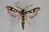  ( - CCDB-02111 A04)  @11 [ ] CreativeCommons - Attribution Non-Commercial Share-Alike (2009) Unspecified Sesiidae Research Group