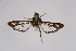  ( - CCDB-02111 C02)  @13 [ ] CreativeCommons - Attribution Non-Commercial Share-Alike (2009) Unspecified Sesiidae Research Group