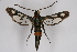  (Synanthedon stomoxiformis amasina - CCDB-02111 E10)  @14 [ ] CreativeCommons - Attribution Non-Commercial Share-Alike (2009) Unspecified Sesiidae Research Group
