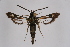  (Pyropteron minianiformis - CCDB-02111 F05)  @14 [ ] CreativeCommons - Attribution Non-Commercial Share-Alike (2009) Unspecified Sesiidae Research Group