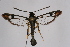  (Synanthedon sp - CCDB-02111 G05)  @14 [ ] CreativeCommons - Attribution Non-Commercial Share-Alike (2009) Unspecified Sesiidae Research Group