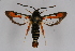  (Pyropteron chrysidiformis sicula - CCDB-02112 C09)  @14 [ ] CreativeCommons - Attribution Non-Commercial Share-Alike (2009) Unspecified Sesiidae Research Group
