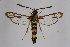  ( - CCDB-02112 C11)  @14 [ ] CreativeCommons - Attribution Non-Commercial Share-Alike (2009) Unspecified Sesiidae Research Group