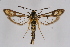  ( - CCDB-02112 E01)  @15 [ ] CreativeCommons - Attribution Non-Commercial Share-Alike (2009) Unspecified Sesiidae Research Group