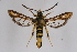  ( - CCDB-02112 E11)  @11 [ ] CreativeCommons - Attribution Non-Commercial Share-Alike (2009) Unspecified Sesiidae Research Group