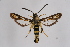  (Bembecia astragali - CCDB-02112 E12)  @15 [ ] CreativeCommons - Attribution Non-Commercial Share-Alike (2009) Unspecified Sesiidae Research Group