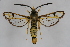  ( - CCDB-04617 B10)  @15 [ ] CreativeCommons - Attribution Non-Commercial Share-Alike (2009) Unspecified Sesiidae Research Group