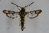  ( - CCDB-04617 C09)  @13 [ ] CreativeCommons - Attribution Non-Commercial Share-Alike (2009) Unspecified Sesiidae Research Group