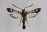  ( - CCDB-02113 C12)  @11 [ ] CreativeCommons - Attribution Non-Commercial Share-Alike (2009) Unspecified Sesiidae Research Group