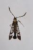  ( - CCDB-02113 D01)  @14 [ ] CreativeCommons - Attribution Non-Commercial Share-Alike (2009) Unspecified Sesiidae Research Group