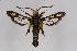  (Bembecia barbara - CCDB-02113 D11)  @14 [ ] CreativeCommons - Attribution Non-Commercial Share-Alike (2009) Unspecified Sesiidae Research Group