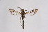  ( - CCDB-02113 E10)  @12 [ ] CreativeCommons - Attribution Non-Commercial Share-Alike (2009) Unspecified Sesiidae Research Group