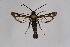  ( - CCDB-02113 G07)  @11 [ ] CreativeCommons - Attribution Non-Commercial Share-Alike (2009) Unspecified Sesiidae Research Group