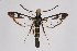  ( - CCDB-02114 A12)  @14 [ ] CreativeCommons - Attribution Non-Commercial Share-Alike (2009) Unspecified Sesiidae Research Group