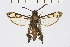  (Melittia sp - CCDB-02114 C04)  @15 [ ] CreativeCommons - Attribution Non-Commercial Share-Alike (2009) Unspecified Sesiidae Research Group