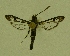  ( - CCDB-04645 A07)  @11 [ ] CreativeCommons - Attribution Non-Commercial Share-Alike (2009) Unspecified Sesiidae Research Group