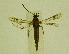  ( - CCDB-04645 B03)  @11 [ ] CreativeCommons - Attribution Non-Commercial Share-Alike (2009) Unspecified Sesiidae Research Group