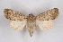  (Luperina pozzii - CCDB-04645 H06)  @15 [ ] CreativeCommons - Attribution Non-Commercial Share-Alike (2009) Unspecified Sesiidae Research Group