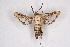  ( - CCDB-02114 D01)  @14 [ ] CreativeCommons - Attribution Non-Commercial Share-Alike (2009) Unspecified Sesiidae Research Group
