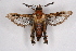  ( - CCDB-02114 D02)  @11 [ ] CreativeCommons - Attribution Non-Commercial Share-Alike (2009) Unspecified Sesiidae Research Group