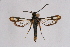  ( - CCDB-02114 D11)  @13 [ ] CreativeCommons - Attribution Non-Commercial Share-Alike (2009) Unspecified Sesiidae Research Group